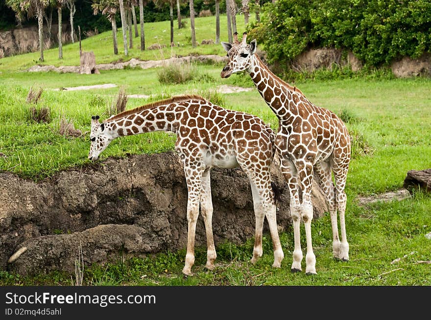 Baby Giraffes