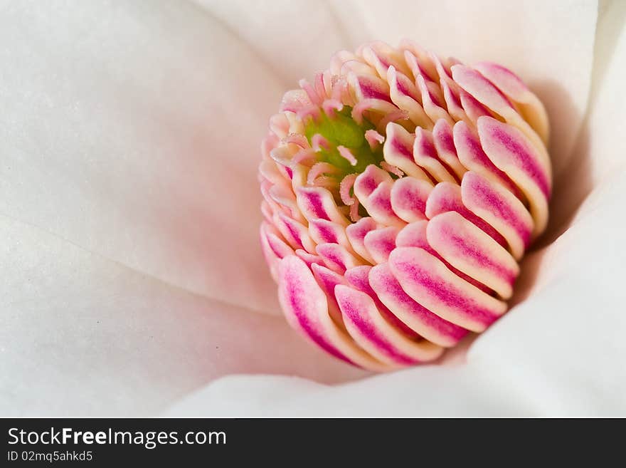 Flower closeup with stamen and pistil