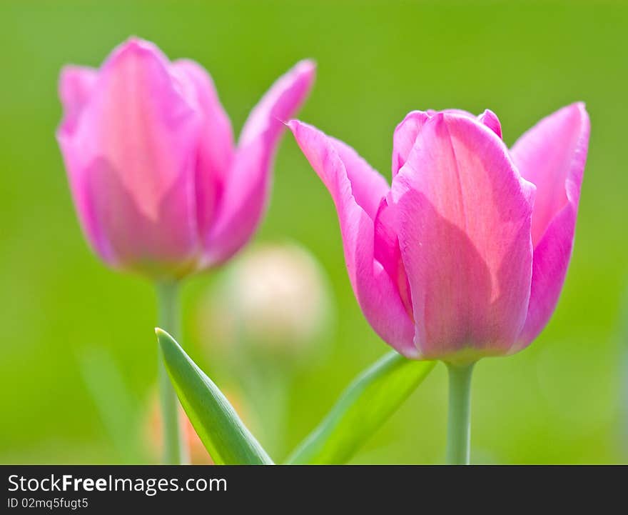 Tulip close up in the field