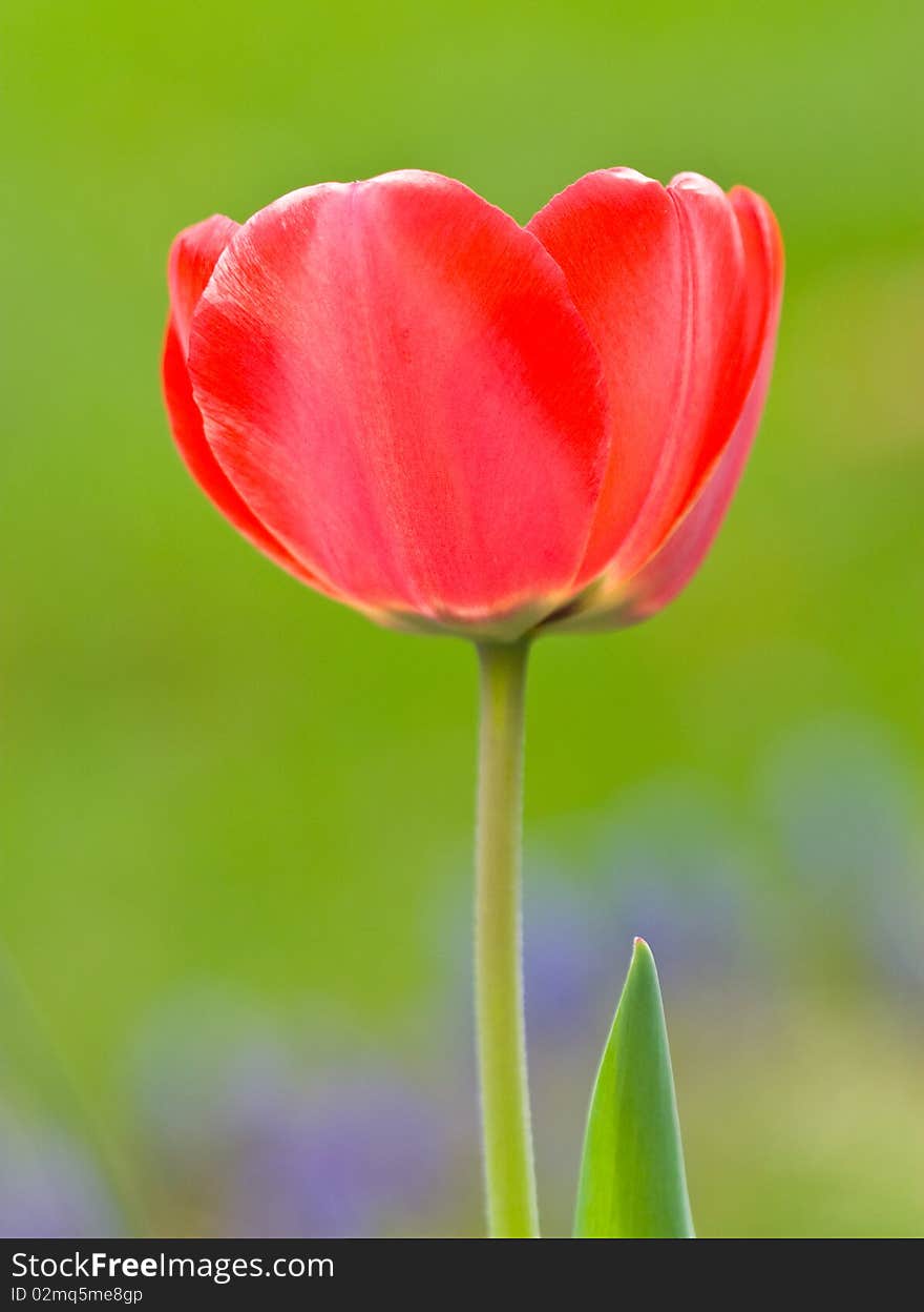 Tulip close up in the field