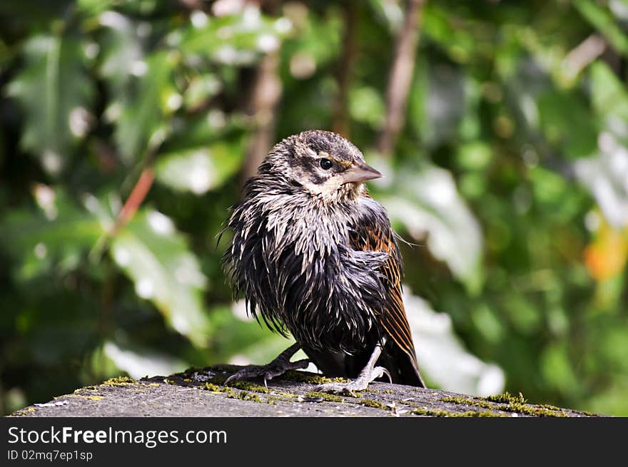 Wet small black bird sitting on a branch. Wet small black bird sitting on a branch