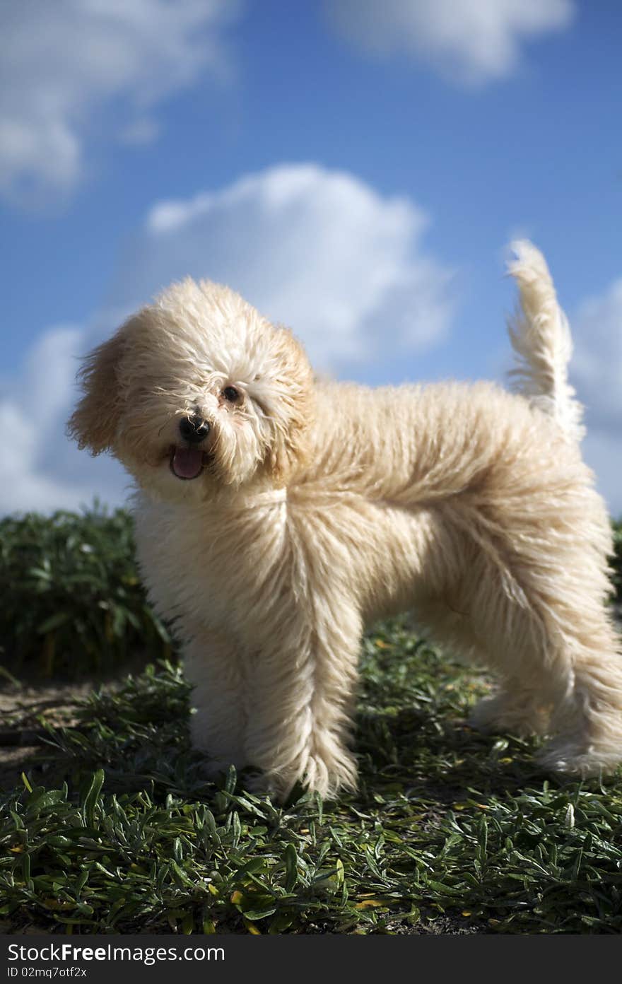 Portrait of a dog on a sunny day. Portrait of a dog on a sunny day