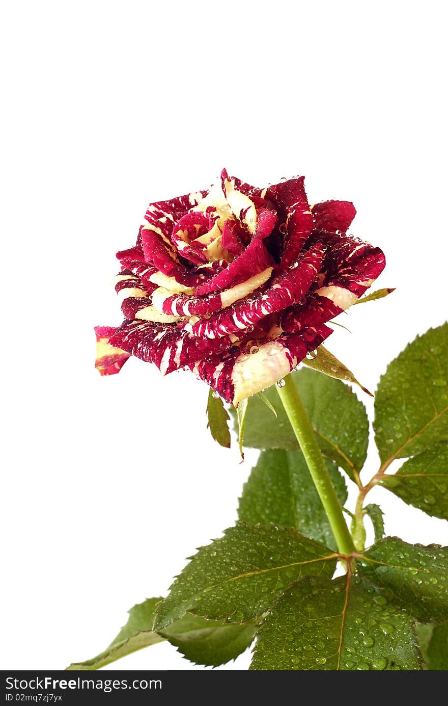 Spotted roses in white red on the white background. Spotted roses in white red on the white background