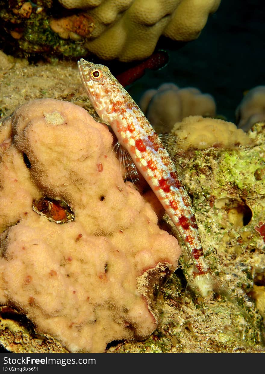 Lizardfish