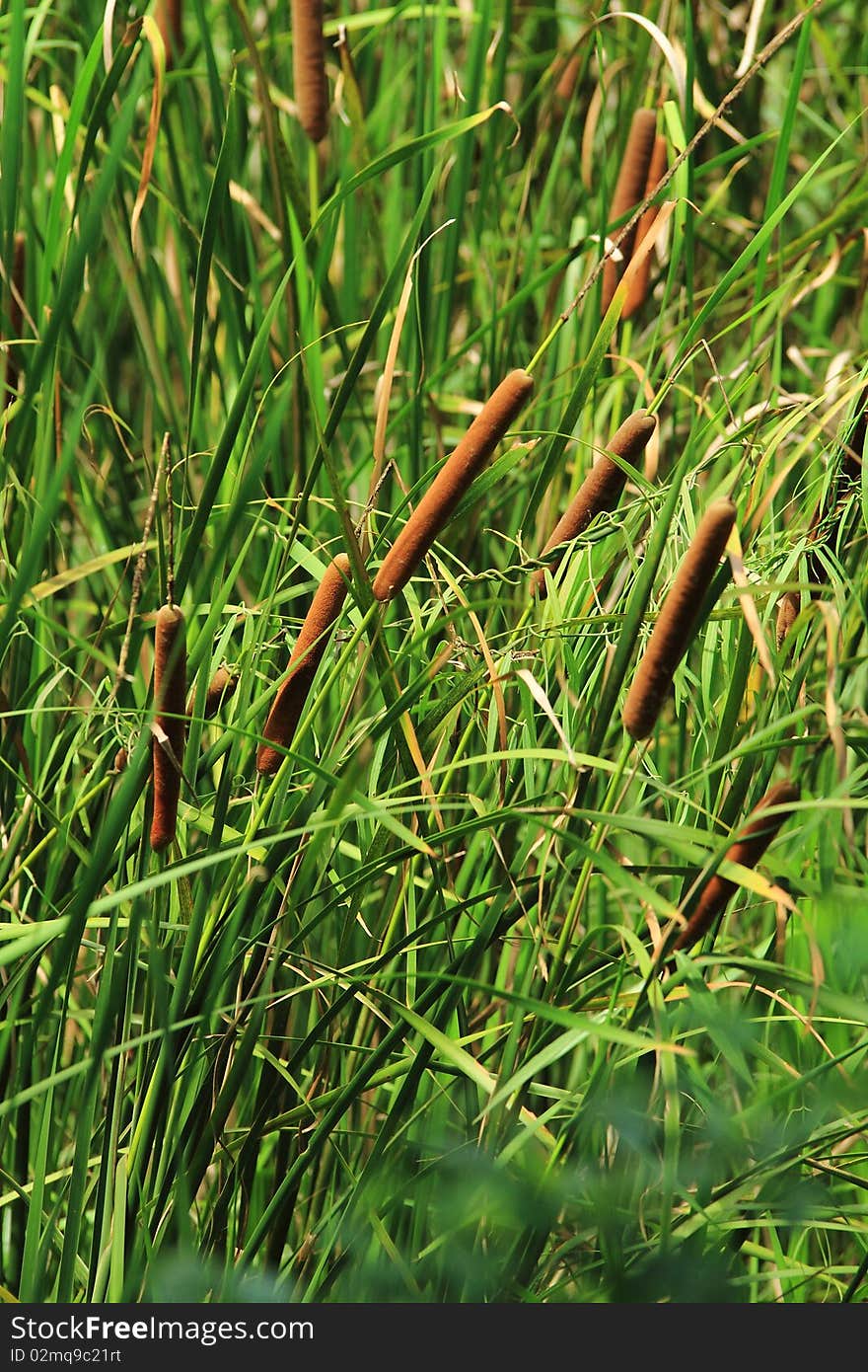 Joss stick flowers at Thai countryside