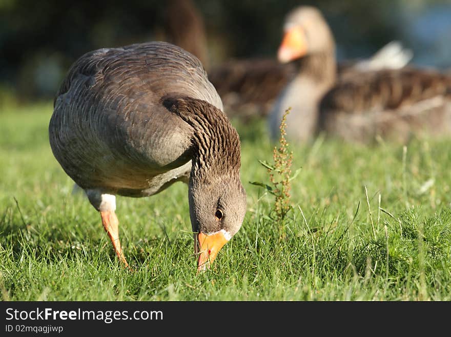 Portrait of graylag or greylag goose with gren nature background.