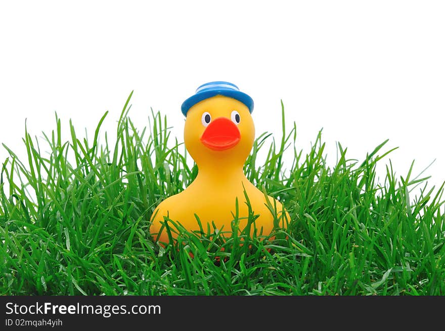 Rubber duck in grass on white background