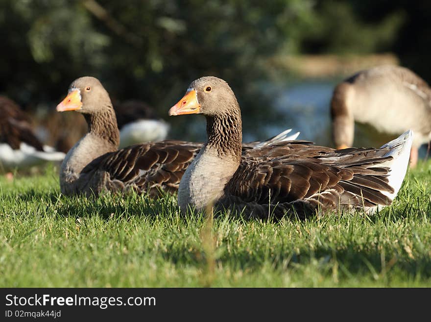 Portrait of graylag or greylag goose with gren nature background.