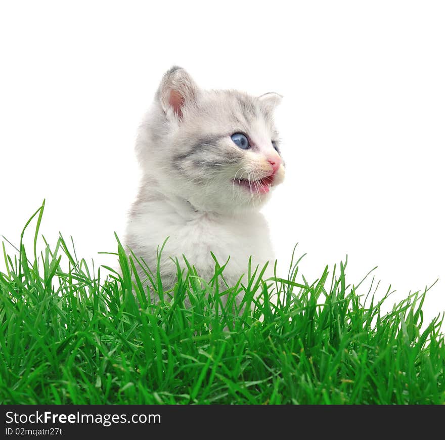 Kitten in a grass on a white background. Kitten in a grass on a white background