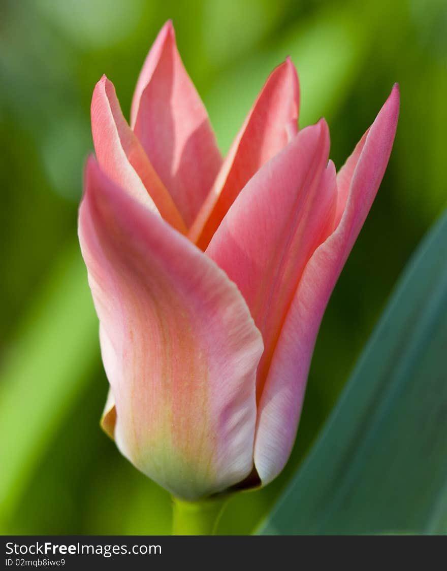 Tulip close up in the field