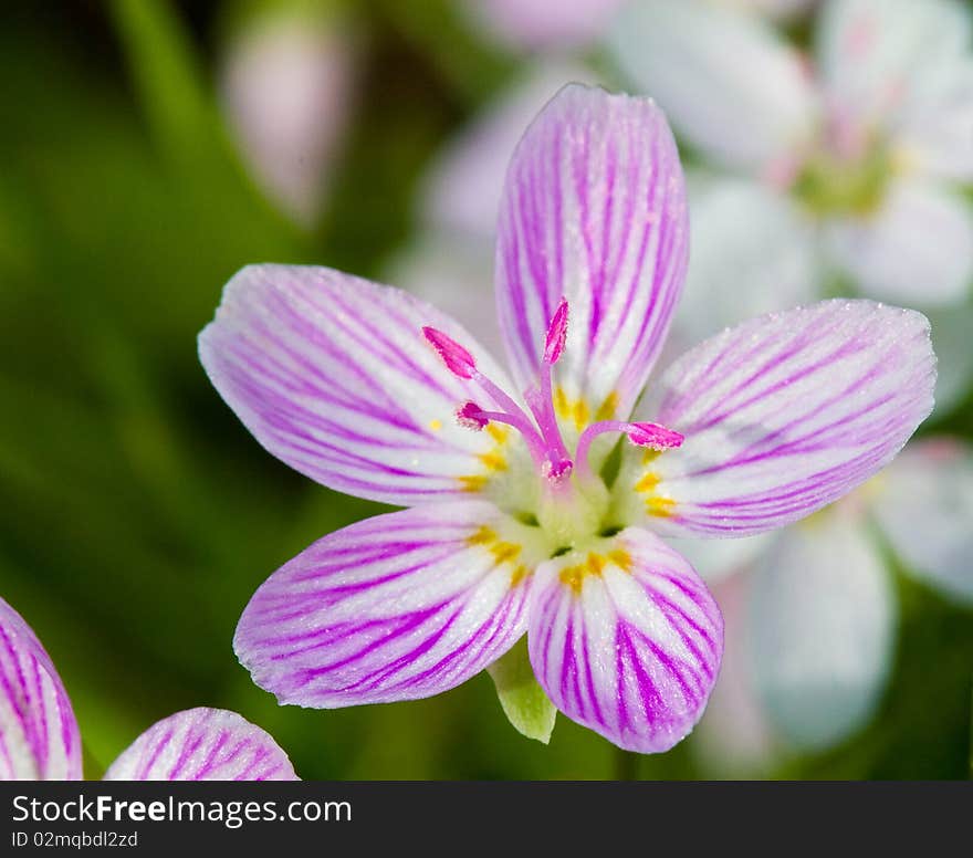 Pink little flower in the field