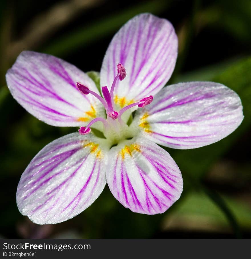 Pink little flower in the field