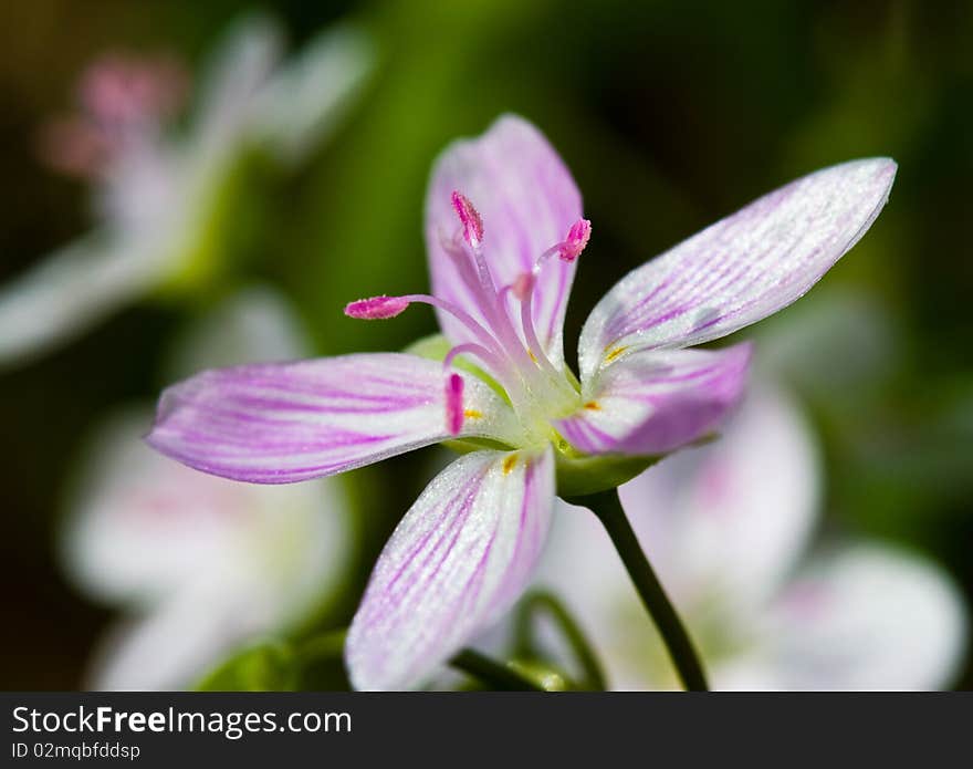 Pink little flower in the field