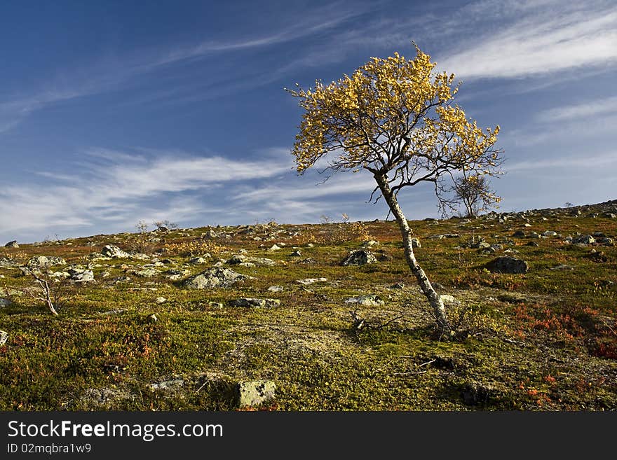 Autumn landscape with a lonely tree on the hill