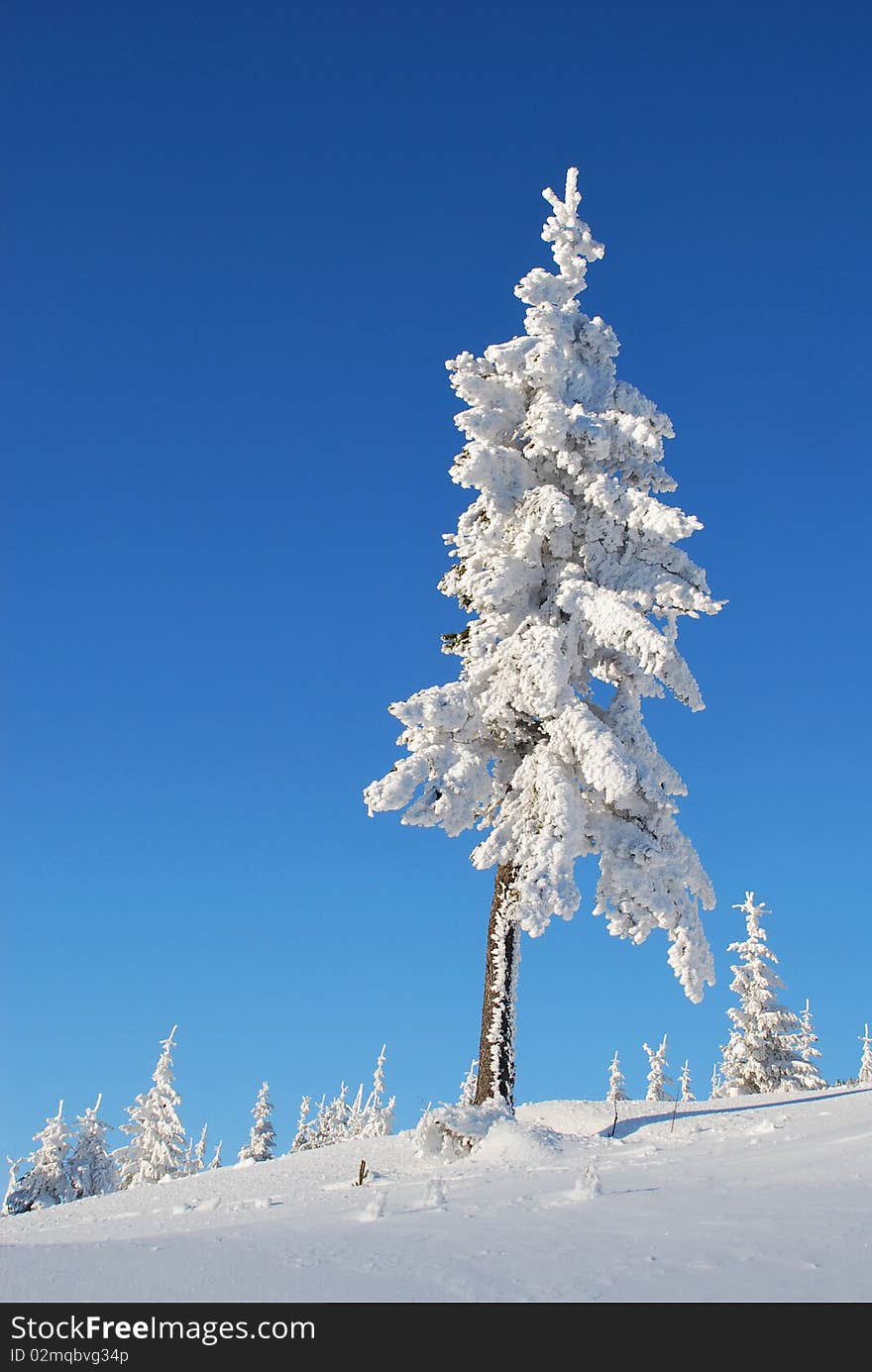 Fur-tree on a mountain winter slope