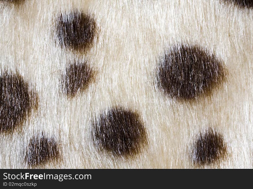 Texture of leopardskin Pattern