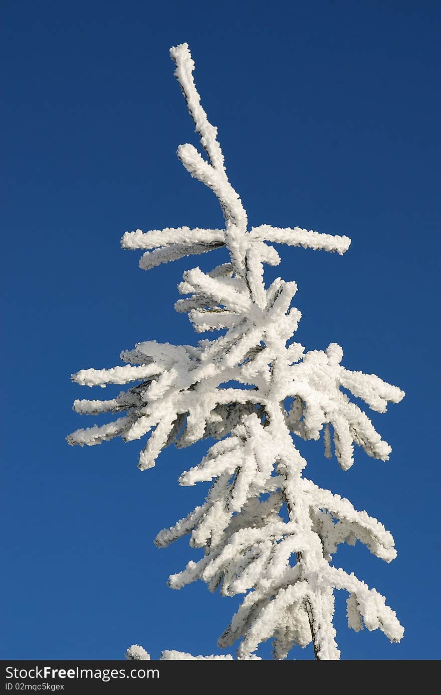 A fur-tree top in snow against the dark blue sky. A fur-tree top in snow against the dark blue sky.