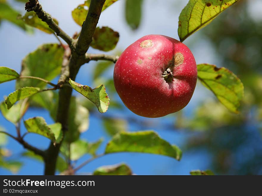 Red apple on a branch