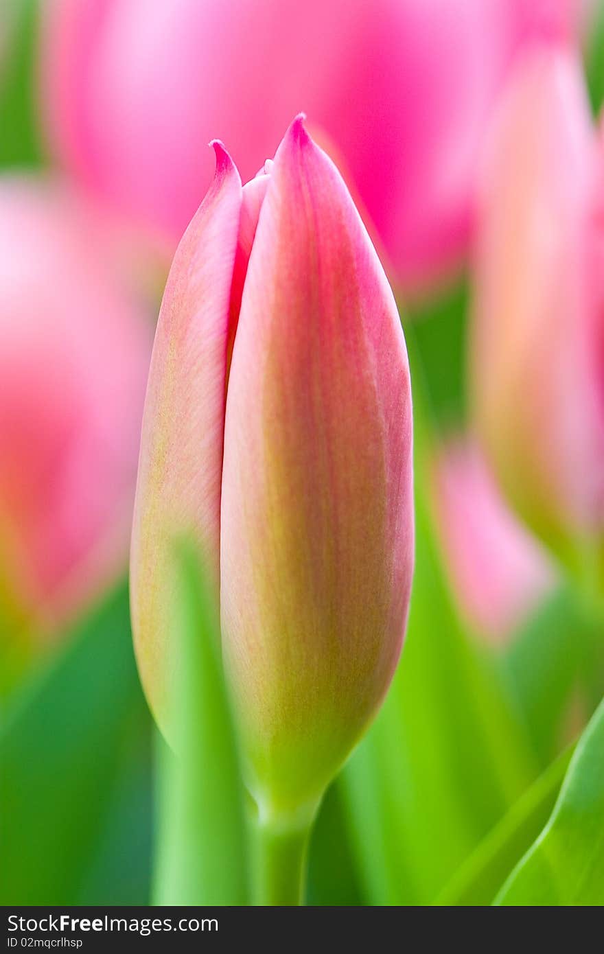 Tulip close up and macro