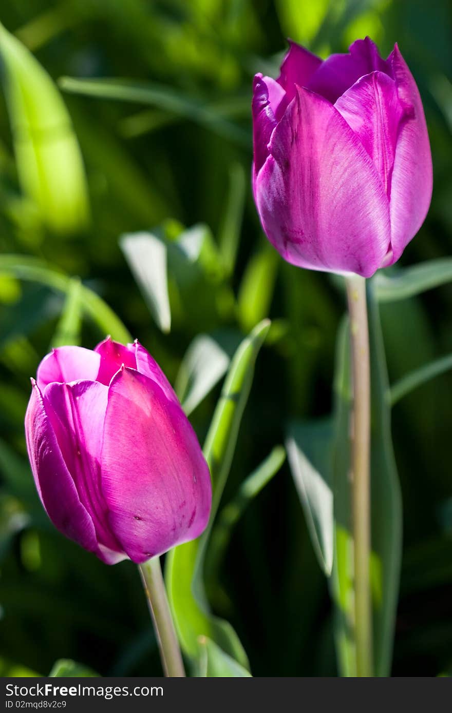 Tulip close up in the field