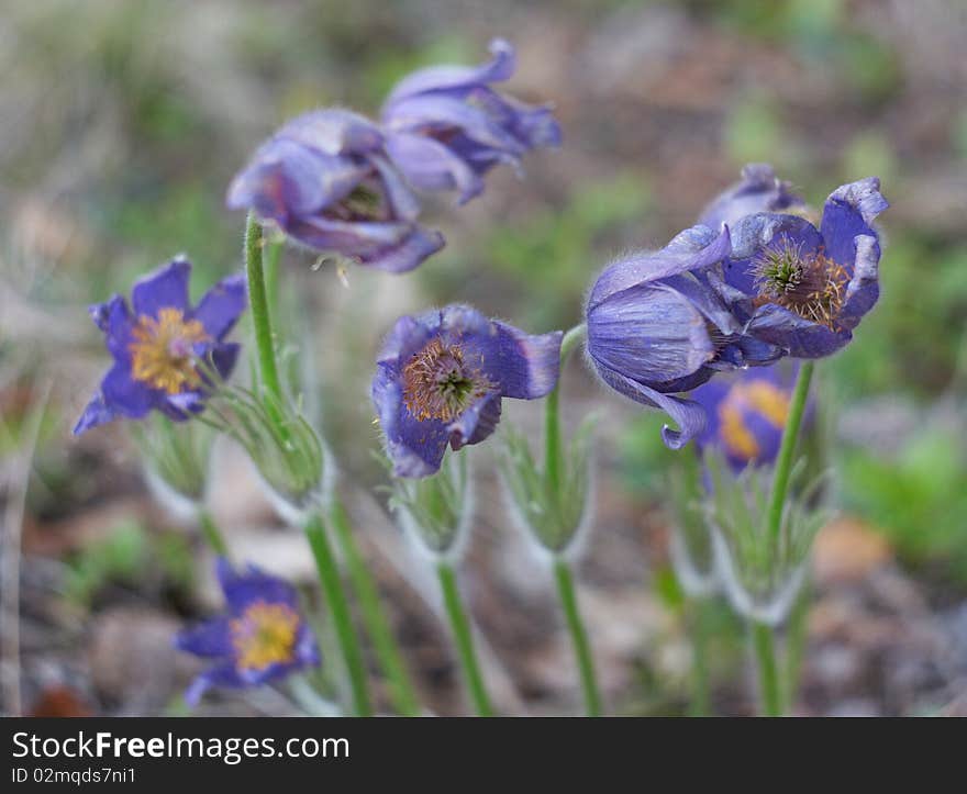 Snowdrop is most beautifull flower of siberian forests. Snowdrop is most beautifull flower of siberian forests