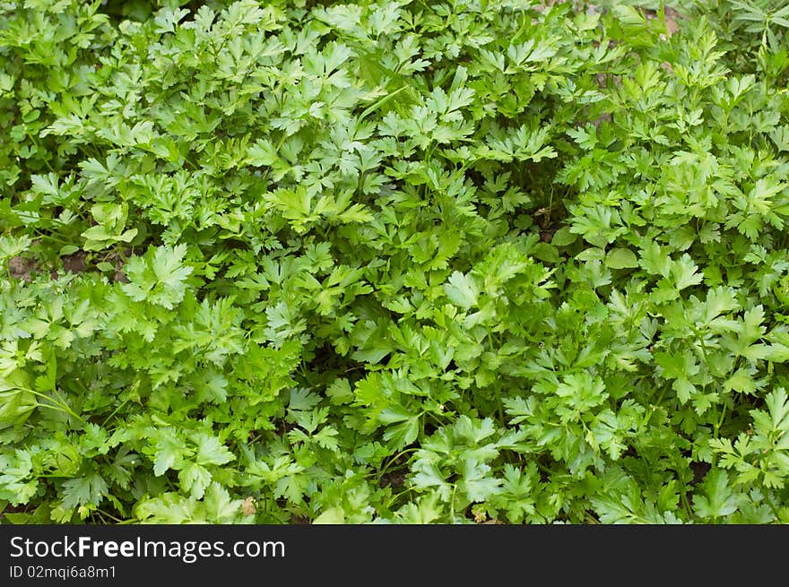 Parsley bed in vegetable garden