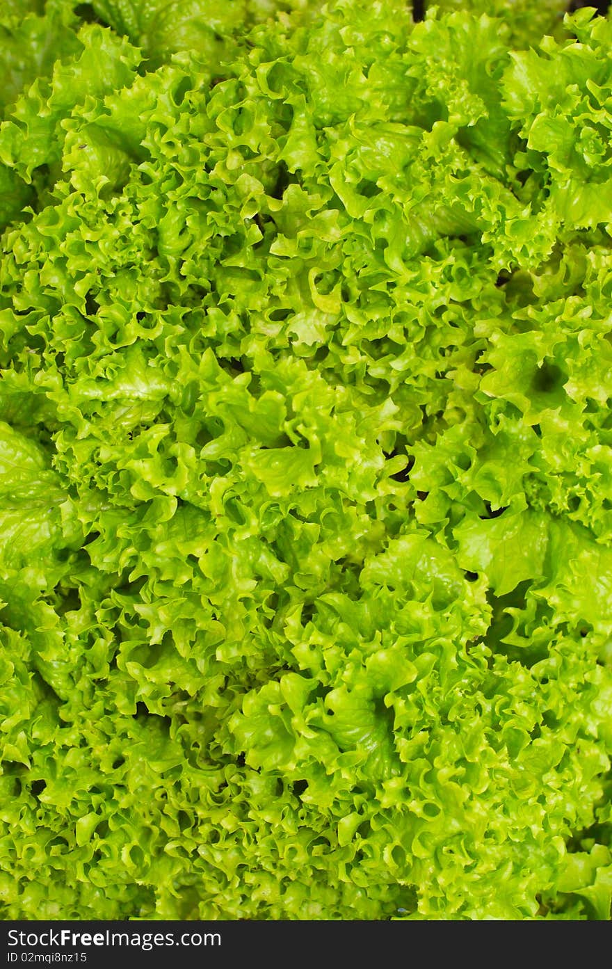 Lettuce bed in vegetable garden