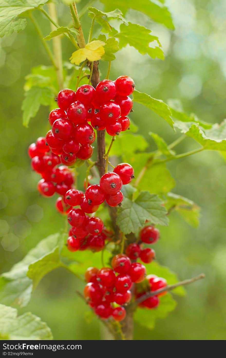 Red currants on bush.