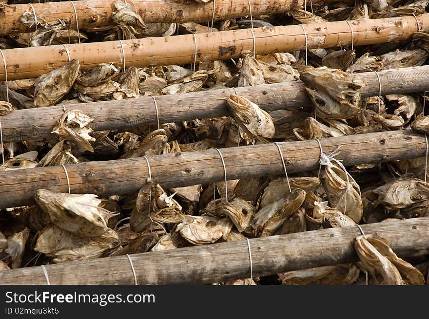 Succesful day for a headhunter! fish heads hanging