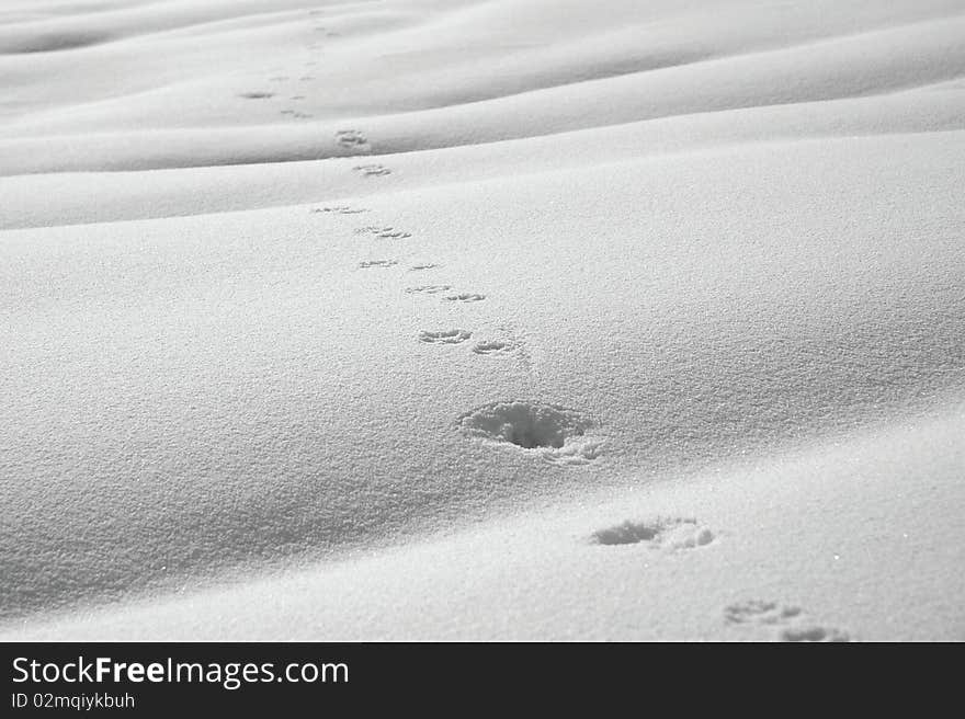 Animal path of footprints in snow. Animal path of footprints in snow