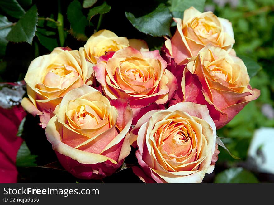 Yellow roses background