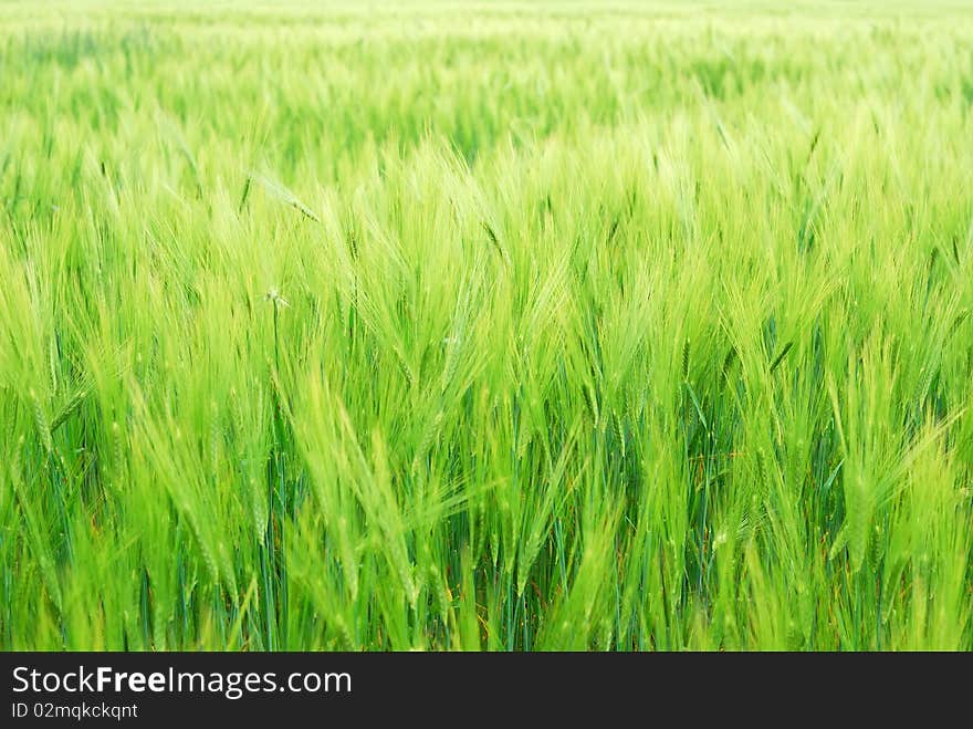 Young vegetation on a corn field