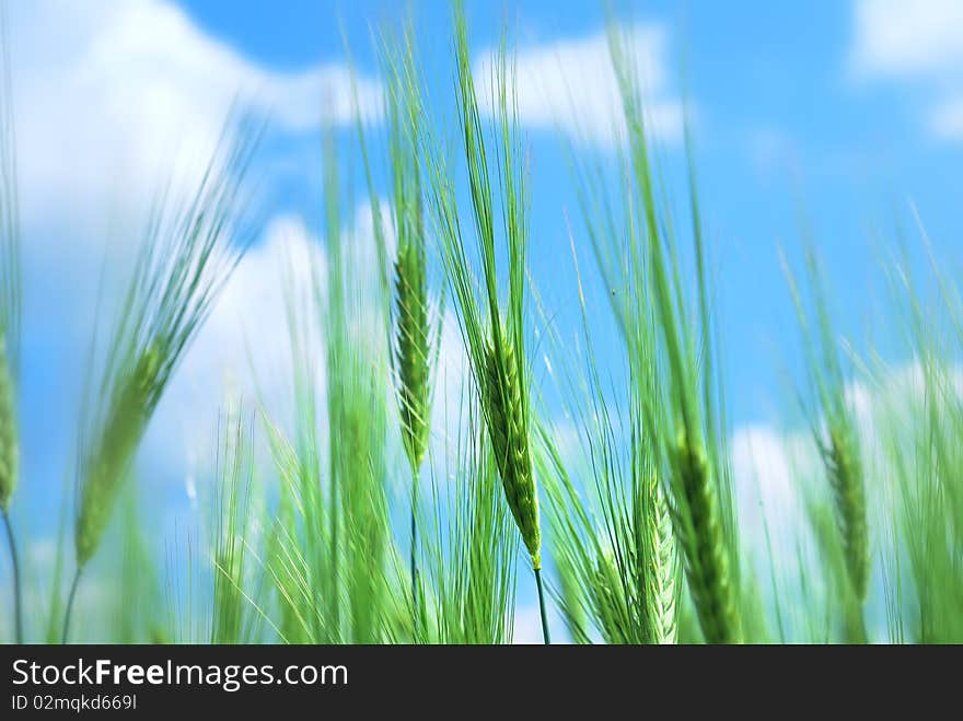 Young Vegetation On A Corn Field