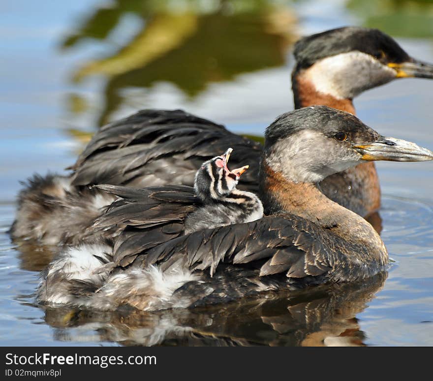 Red necked Grebes