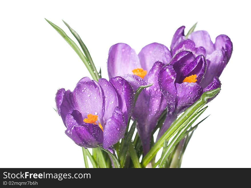 Crocus bouquet with water drops isolated on white