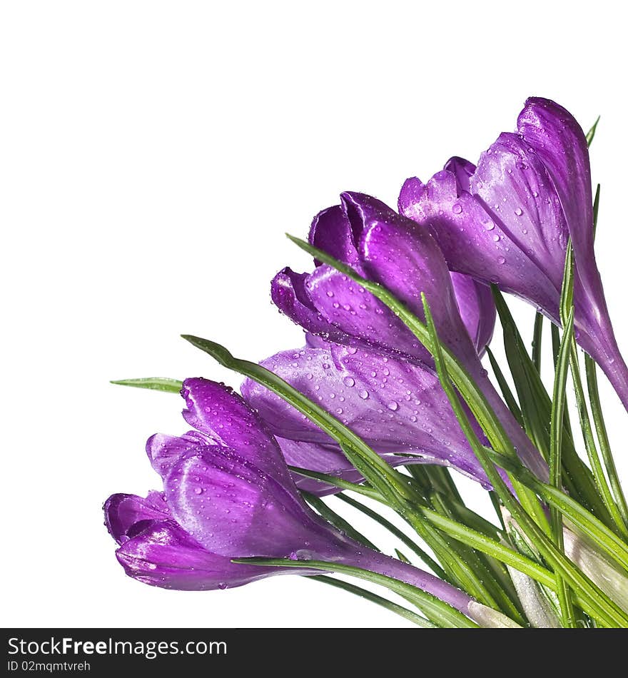 Crocus bouquet isolated