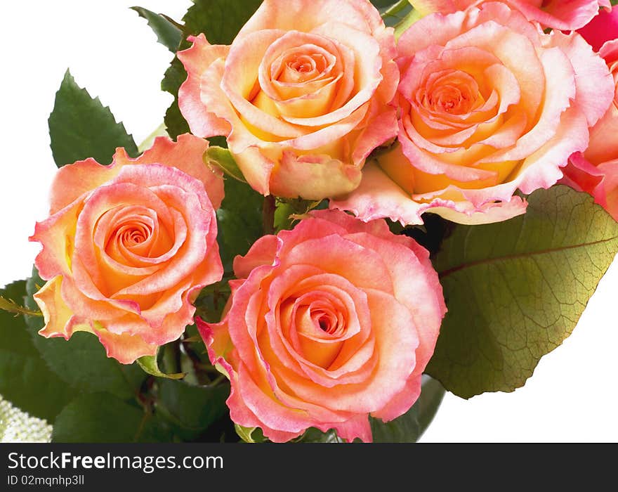 Flower of  pink  roses on white background