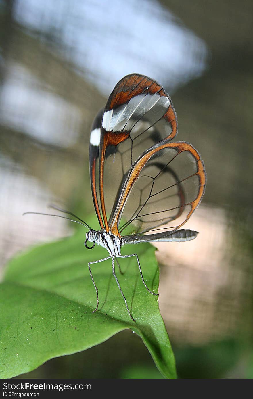 Glass Butterfly with transparant wings