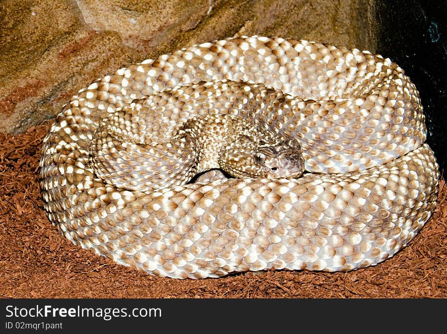 Uracona Rattlesnake (crotalus vegrandis)