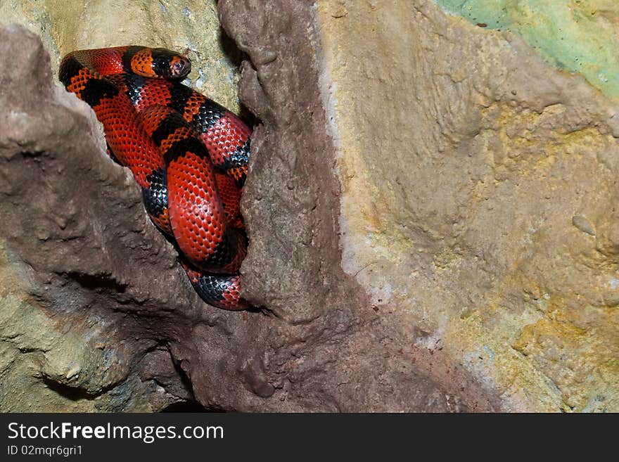 Honduran Milk Snake or Kingsnake (Lampropeltis triangulum hondure)