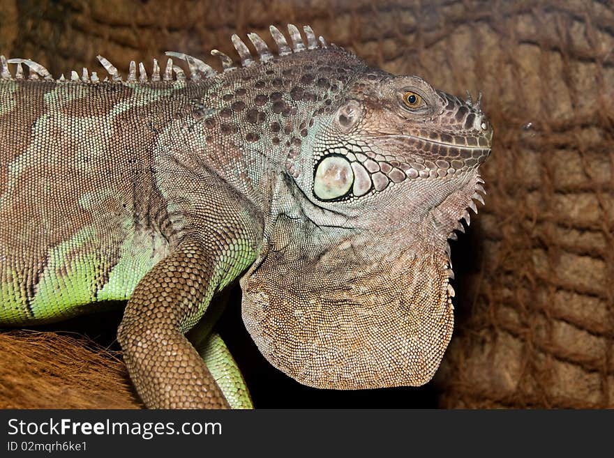 Green Iguana Portrait