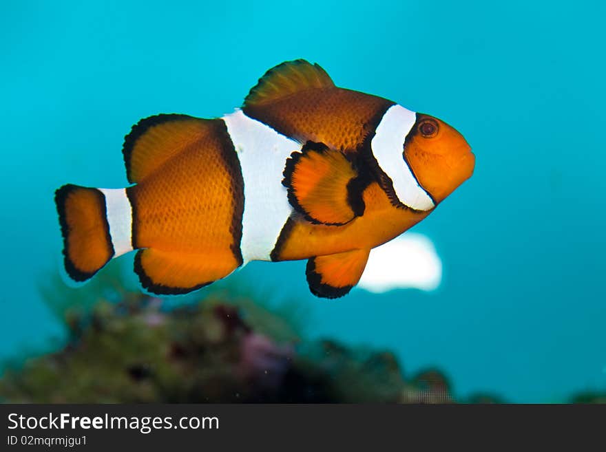 Ocellaris Clownfish in Saltwater Aquarium. Ocellaris Clownfish in Saltwater Aquarium