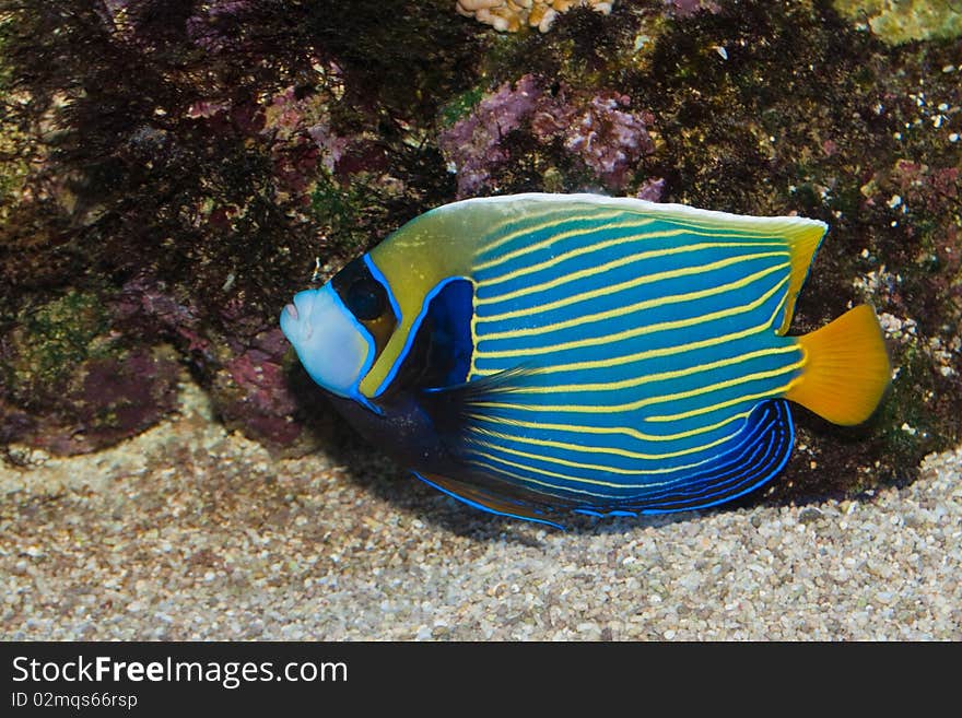 Emperor Angelfish (Pomacanthus imperator) in Aquarium. Emperor Angelfish (Pomacanthus imperator) in Aquarium