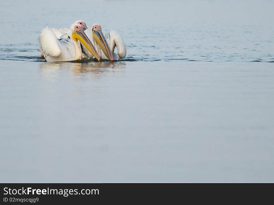 Three Great White Pelicans