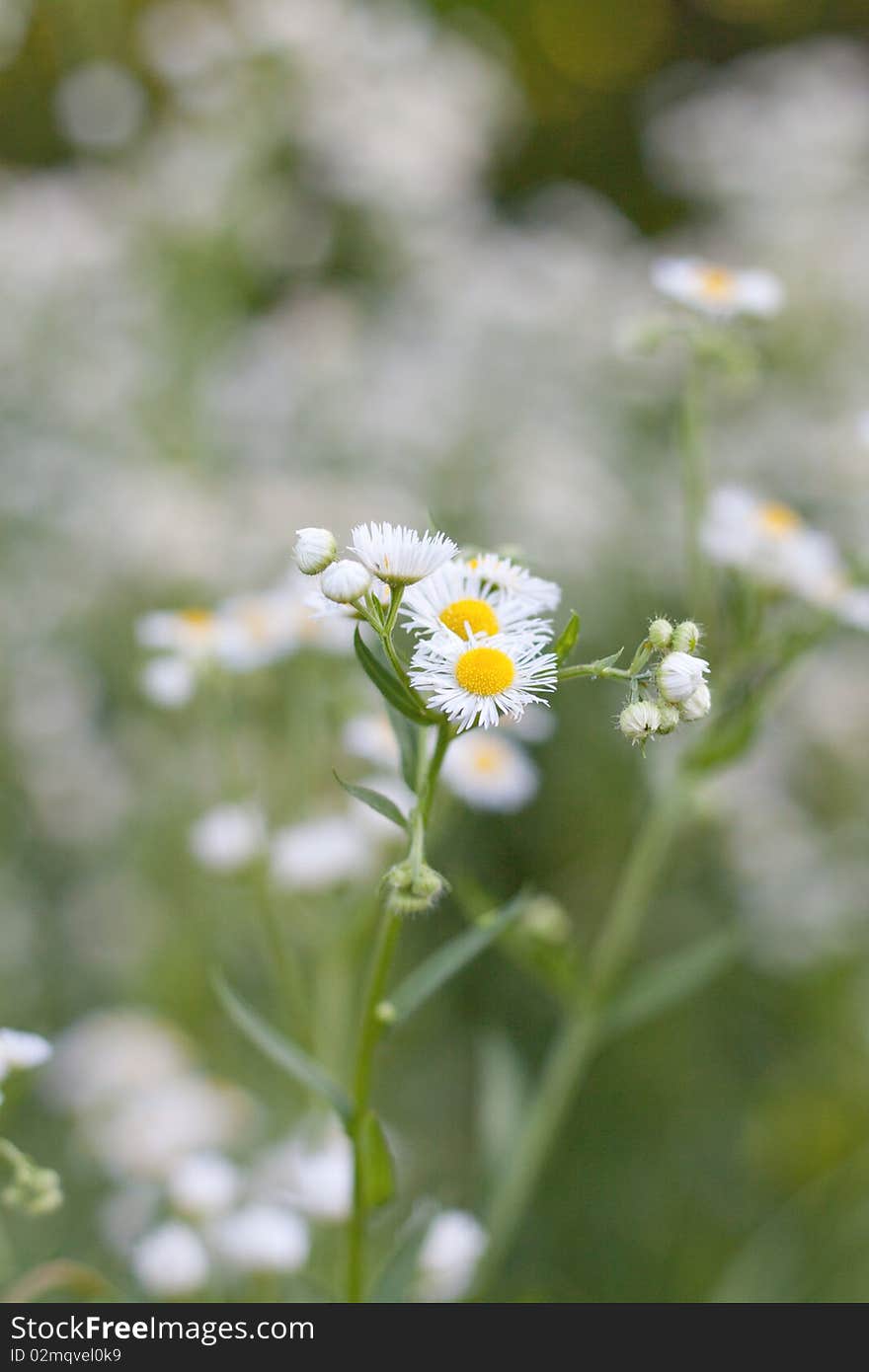 Flower Bouquet