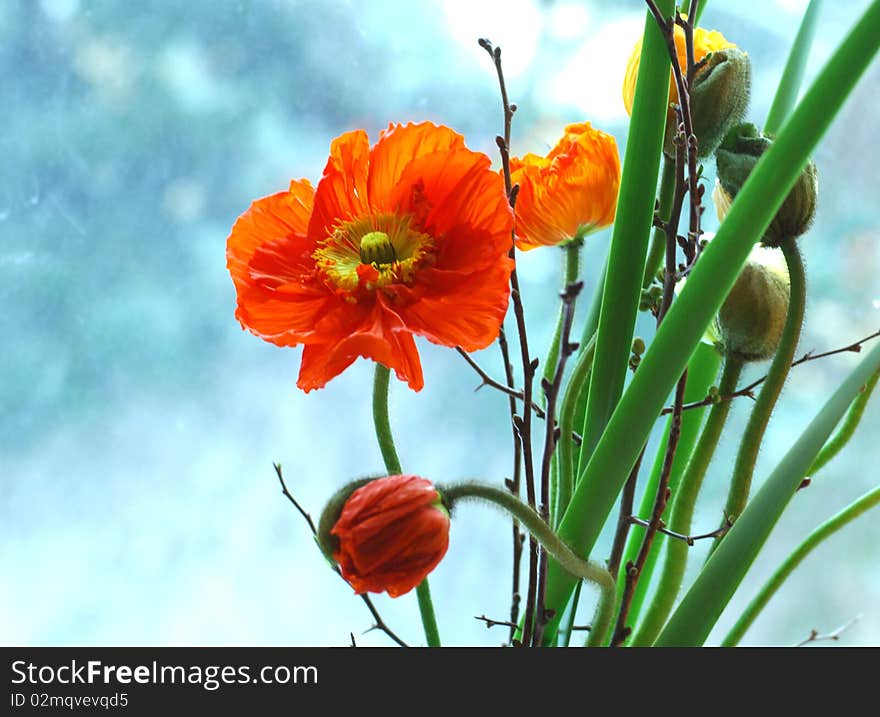 Flower of the poppy on blue background