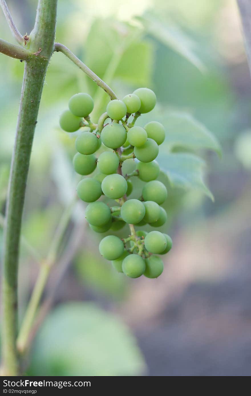 Green, unripe grape on blue background. Green, unripe grape on blue background.