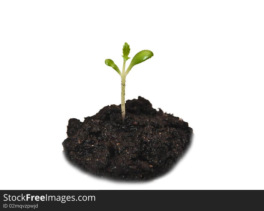 Baby plant in soil on white background. Baby plant in soil on white background