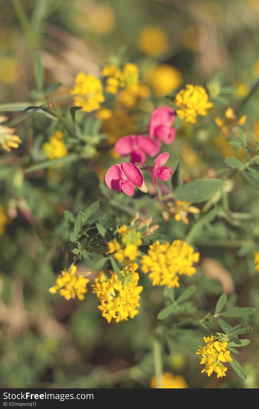 Bouqet of wild, beautiful, red and yellow flowers. Bouqet of wild, beautiful, red and yellow flowers.