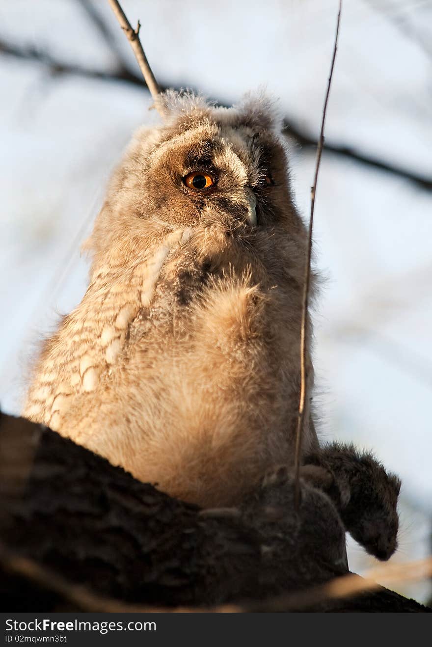 Long-eared Owl (chick) with prey (rodents). Long-eared Owl (chick) with prey (rodents).